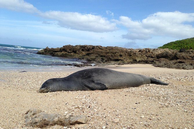 Private luxury tour of Oahu island - Pipeline and Sunset Beach: When Oahu’s Surf Culture Takes Over