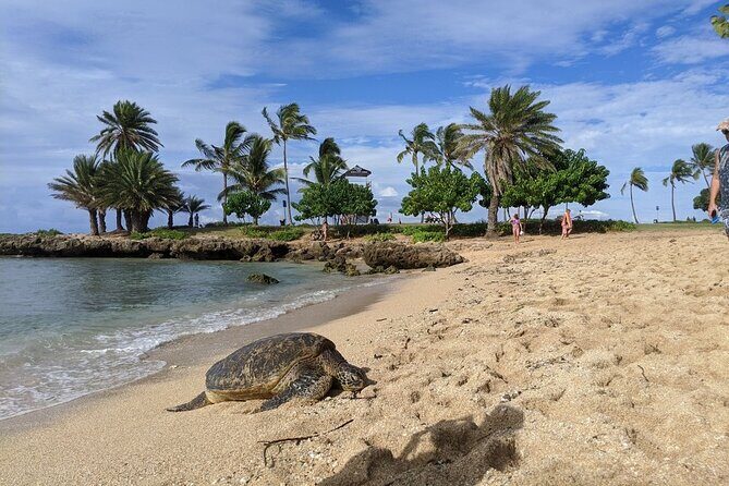 Private Oahu Circle Island Tour - Kahuku Farms and Fumi’s Shrimp: lunch with real local energy