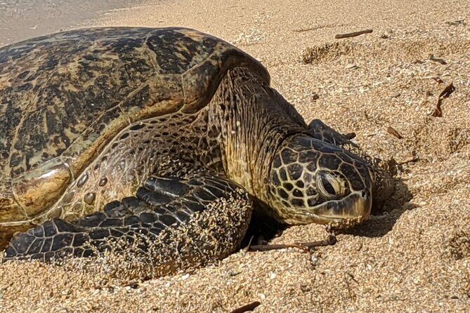 Private Oahu Circle Island Tour - Price and value: why $212.68 can feel fair for one day
