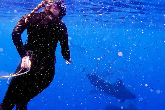 Private Sea’fari Expedition • 8 Guests Included (Expandable) - Your Tour Day at a Glance (and What to Expect at Each Stop)