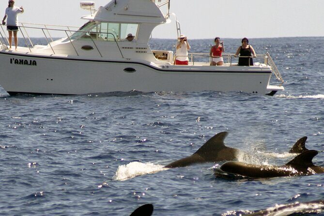 Private Sea’fari Expedition • 8 Guests Included (Expandable) - Lunch and Drinks: The Hidden Reason It Feels Worth It
