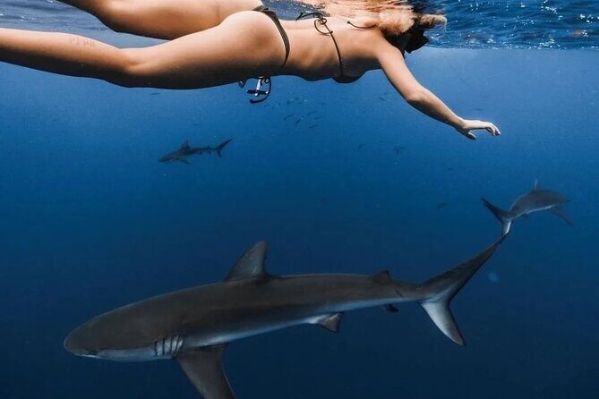 Private Shark Dive, Oahu, Hawaii (6 Guest) - What you’ll see: sharks first, with chances for dolphins and whales