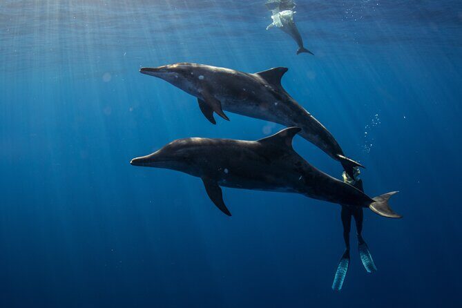 Private Shark Dive, Oahu, Hawaii (6 Guest) - The 2-hour schedule: when it runs short and how to handle that