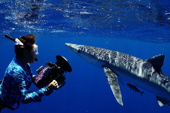 Private Shark Dive, Oahu, Hawaii (6 Guest) - Private group size on a boat: up to 6 really matters