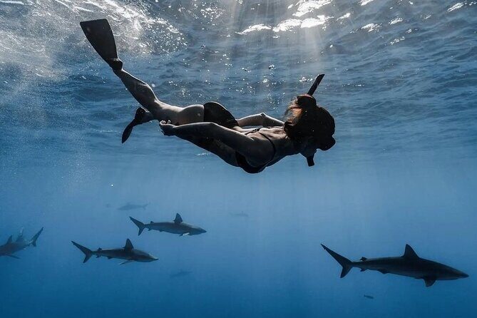 Private Shark Dive, Oahu, Hawaii (6 Guest) - Photo expectations and how headcount can affect what you get