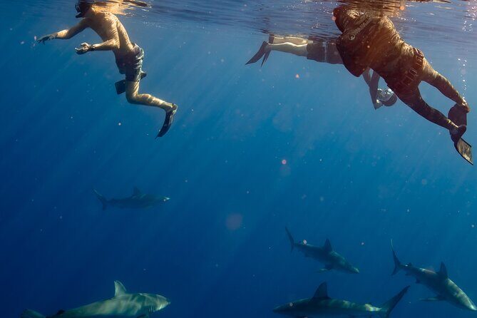 Private Shark Dive, Oahu, Hawaii (6 Guest) - Who this shark encounter is best for on Oahu