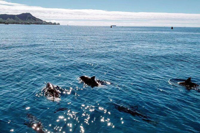 Private Snorkeling and Wildlife on The Adventure Boat - The value of $725 for up to 6: when private makes sense