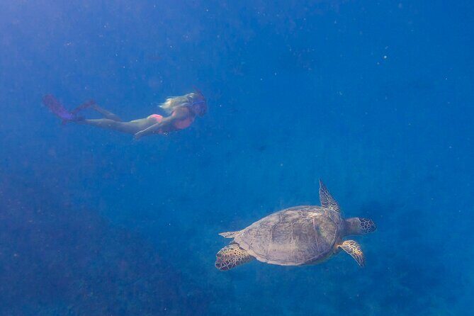 Private Turtle Snorkel & Cruise Waikiki - Snorkel Time With Less Crowd Pressure