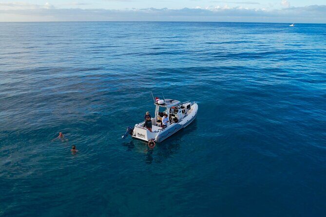 Private Turtle Snorkel & Cruise Waikiki - What You Actually See: Wildlife, Fish, and Seasonal Whales