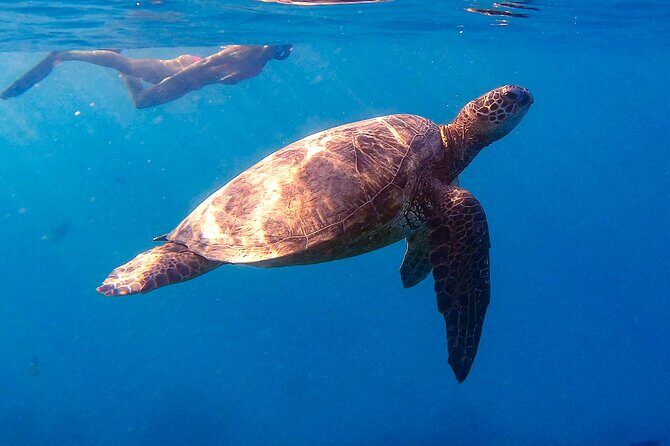Private Turtle Snorkel & Cruise Waikiki - The 1 Hour 40 Minute Flow From Waikiki Out to the Water