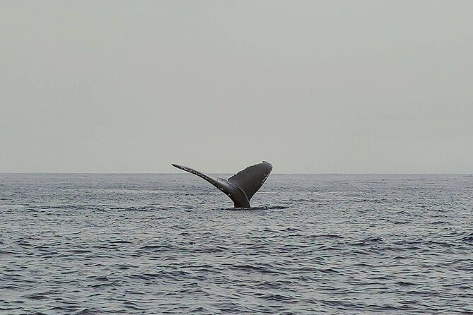 Private Whale Watching Adventure - What you’ll see besides whales (and why that still counts)