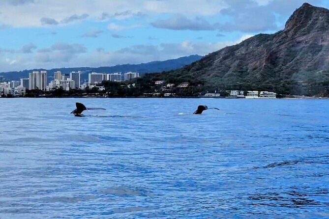 Private Whale Watching Adventure - Price and value: $795 for up to 6, and how to decide