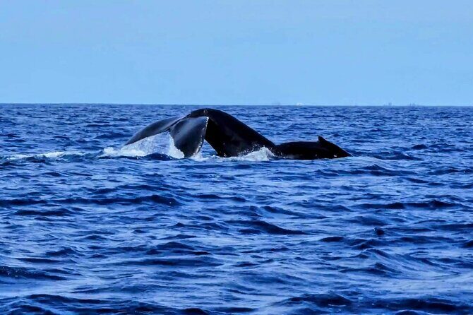 Private Whale Watching Adventure - Where the tour happens: Ala Wai Yacht Harbor and the Waikiki launch area