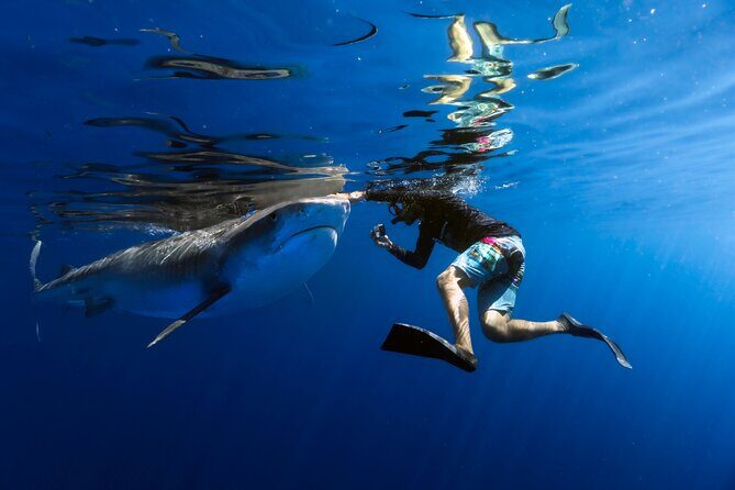 Safe and Educational Shark Dive from Haleiwa: Sharks Guaranteed - Quick hits before you go