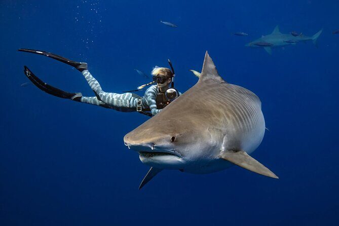 Safe and Educational Shark Dive from Haleiwa: Sharks Guaranteed - Meet at Haleiwa Commercial Loading Dock and get geared up