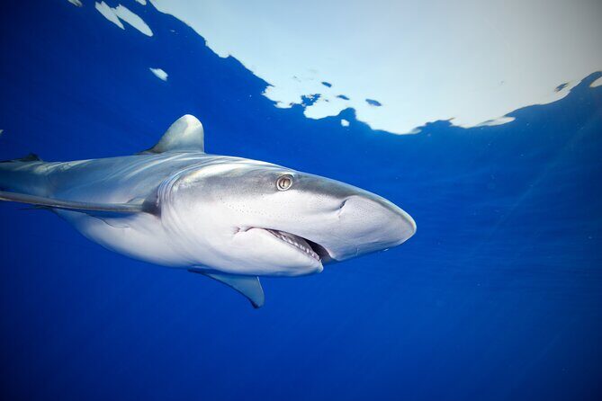 Safe and Educational Shark Dive from Haleiwa: Sharks Guaranteed - In the water: rope support, snorkeling gear, and a calm pace