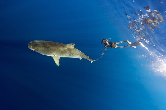 Safe and Educational Shark Dive from Haleiwa: Sharks Guaranteed - Wildlife chances in Oahu waters: whales, turtles, and tiger sharks