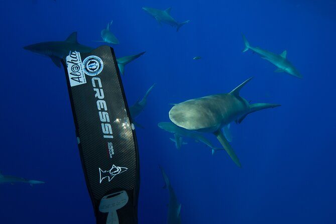 Safe and Educational Shark Dive from Haleiwa: Sharks Guaranteed - Cost, photo packages, and value at $165