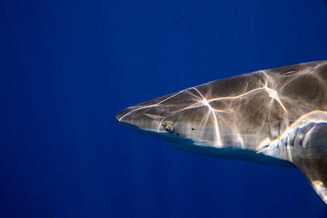Safe and Educational Shark Dive from Haleiwa: Sharks Guaranteed - Should you book this Haleiwa shark experience?