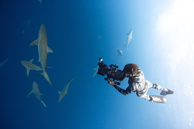 Safe and Educational Shark Dive from Haleiwa: Sharks Guaranteed - FAQ