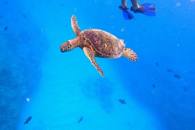 Sail and Turtle Snorkeling Tour in Waikiki - How the sailing part works (and when it might be more motor than wind)