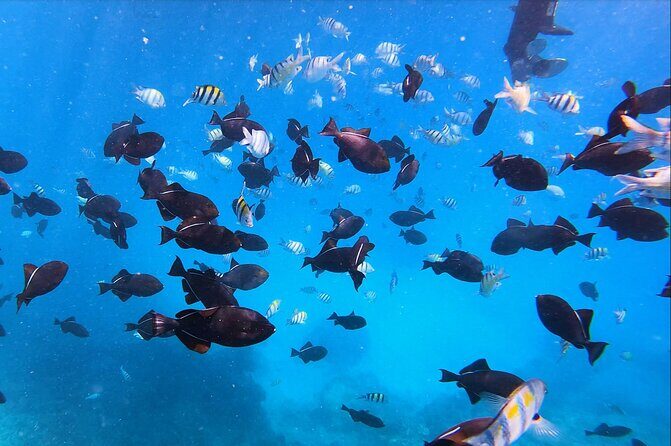 Sail and Turtle Snorkeling Tour in Waikiki - What to bring (and what to skip) so you don’t lose time