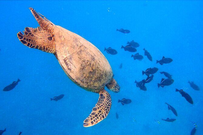 Sail and Turtle Snorkeling Tour in Waikiki - Wildlife sightings, wind, and why flexibility is part of the bargain