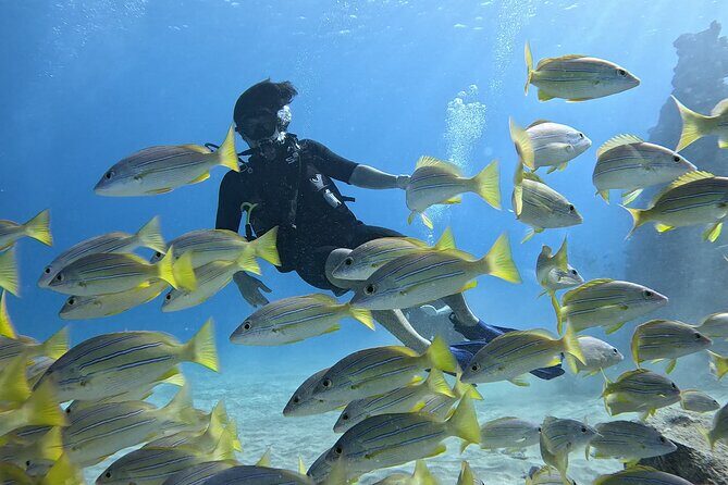 SCUBA Dive at Electric Beach with Photos -No Certification Needed - Key points at a glance