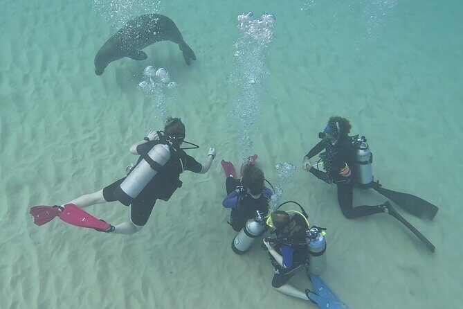 SCUBA Dive at Electric Beach with Photos -No Certification Needed - Electric Beach Scuba at Kahe Point: What You’re Signing Up For