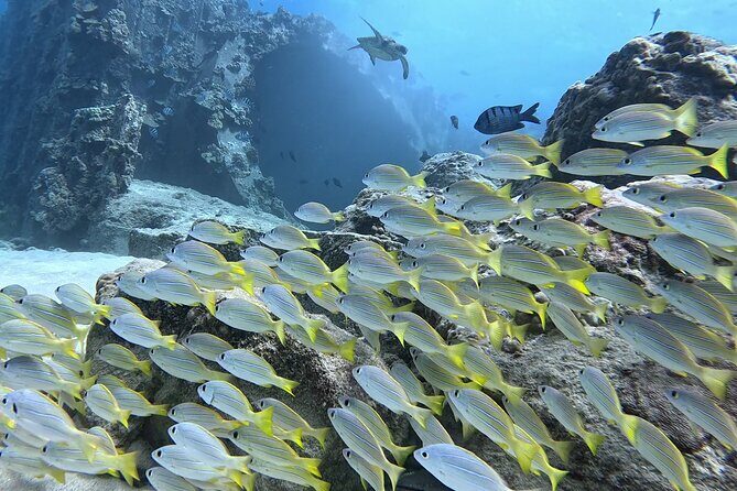SCUBA Dive at Electric Beach with Photos -No Certification Needed - Price and Value: Is $130 Worth It?