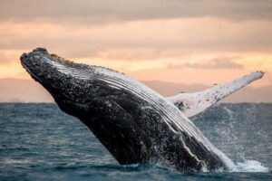 Sea Safari, Dolphins, Turtles and Waikiki Cruise - Getting to Kewalo Basin Harbor (Slip F21) without wasting time