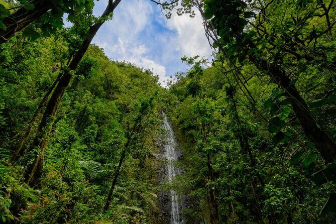 Self guided Hike Trail to Nature Walk & Waterfall - Stop 2: The waterfall time at Manoa Falls and the “expectations” factor