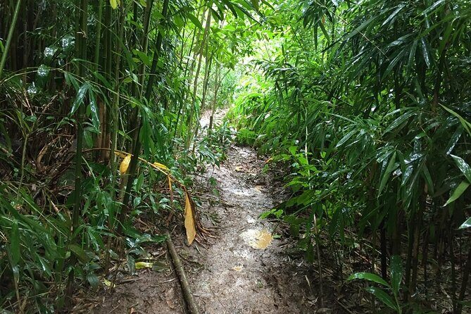 Self guided Hike Trail to Nature Walk & Waterfall - The Manoa Valley coffee and sugarcane story you’ll hear on the way