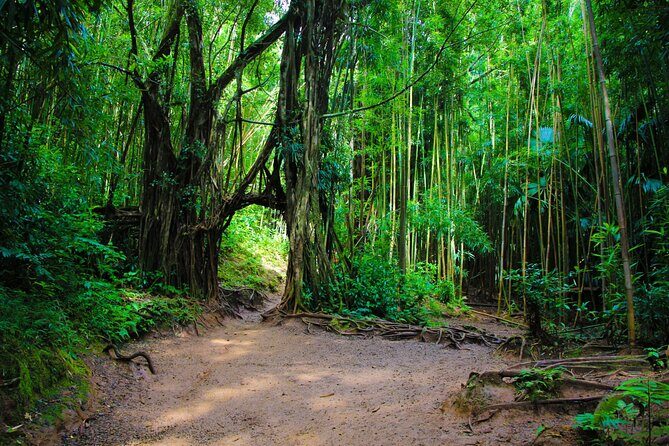 Self guided Hike Trail to Nature Walk & Waterfall - Pu’u ‘Ualaka’a State Park lookout: Diamond Head + a fast skyline break