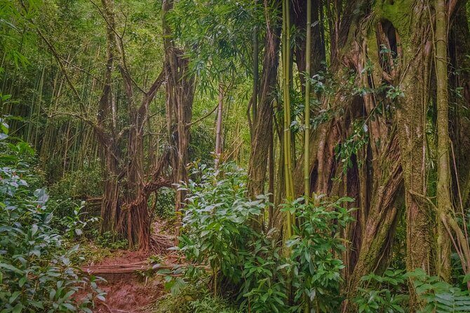 Self guided Hike Trail to Nature Walk & Waterfall - Who this is best for (and who should skip it)