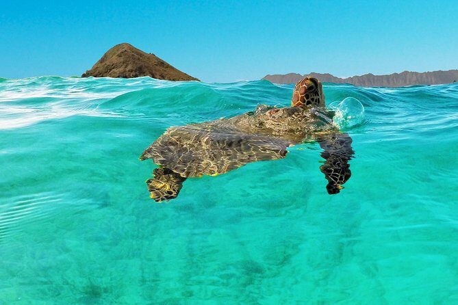 Self-Guided Kayaking Discovery in Kailua, Oahu - Stop 3: Kailua back along the home stretch
