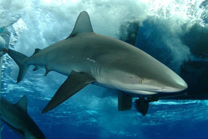 Shark Cage Diving on Oahu’s North Shore - Key things to know before you go