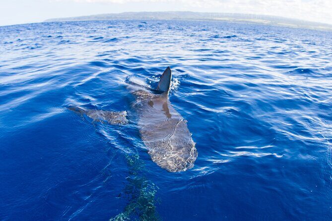 Shark Cage Diving on Oahu’s North Shore - The floating cage setup: why it feels safer than it sounds