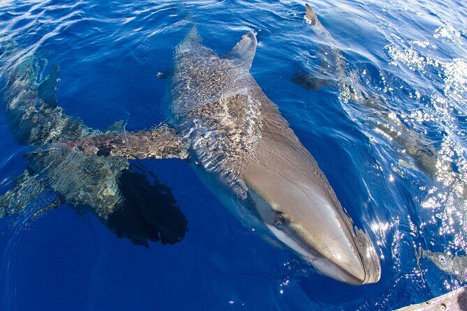 Shark Cage Diving on Oahu’s North Shore - Boat ride bonus time: whales, flying fish, and bird spotting