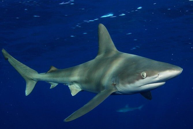 Shark Cage Diving on Oahu’s North Shore - How long you’ll actually be in the cage