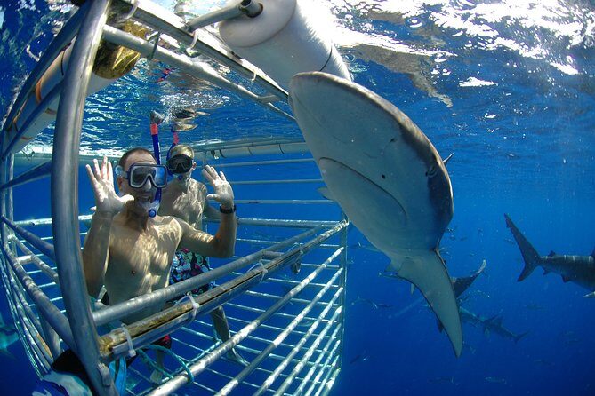 Shark Cage Diving on Oahu’s North Shore - What you’ll see: Galapagos and sandbar sharks, plus surprises