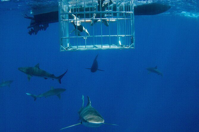 Shark Cage Diving On "The World Famous North Shore of Oahu", Hawaii - Key things to know before you go