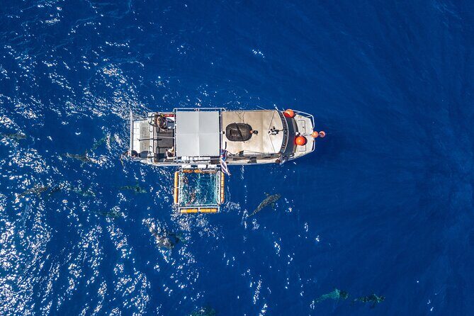 Shark Cage Diving On "The World Famous North Shore of Oahu", Hawaii - From Haleiwa to the cage: how the ~2-hour rhythm works