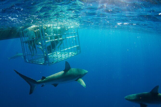 Shark Cage Diving On "The World Famous North Shore of Oahu", Hawaii - What you’ll do in the cage: safety setup and cage time