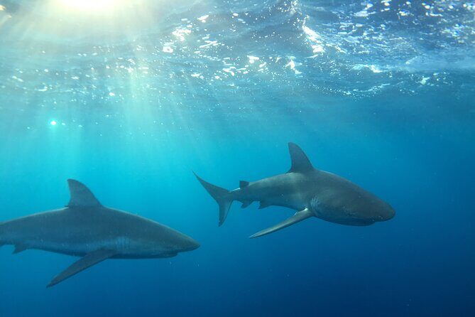 Shark-Dive Tour on Oahu's North Shore - Key things to know before you go