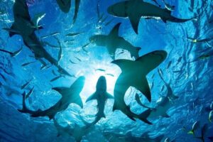 Shark-Dive Tour on Oahu's North Shore - The cage-less part: how safety and wildlife viewing work together