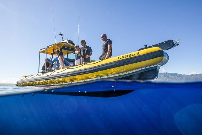 Shark-Dive Tour on Oahu's North Shore - What you’ll do once you’re in the water