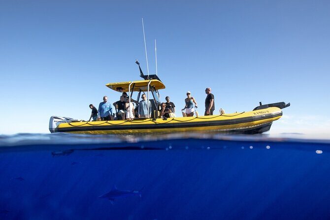 Shark-Dive Tour on Oahu's North Shore - Gear and comfort: what’s included and what you should prep