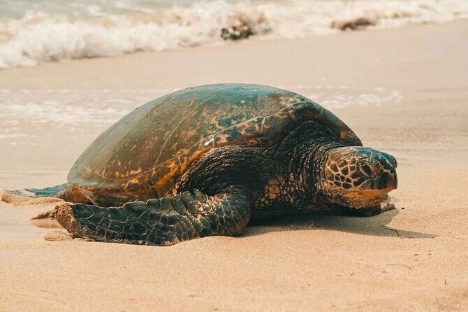 Small Group North Shore Circle Island Tour Oahu - North Shore circle in one day: smart for first timers, flexible for everyone