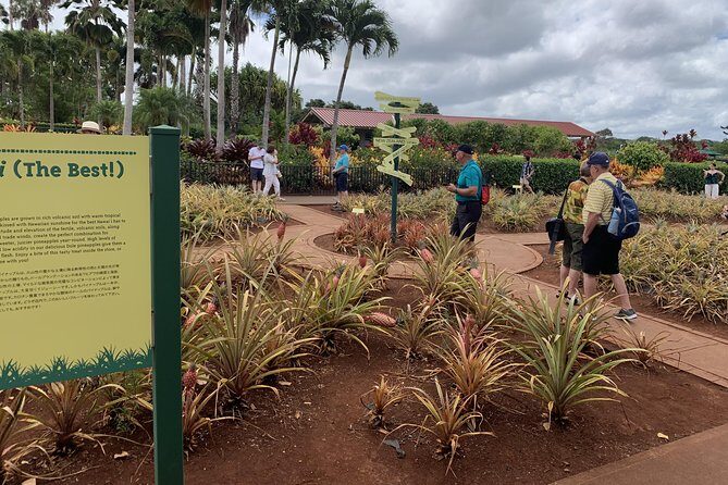 Small Group-Oahu Tour, Dole Plantation, Northshore, Sunset Beach - Polynesian Cultural Center: Local Culture With Guided Time